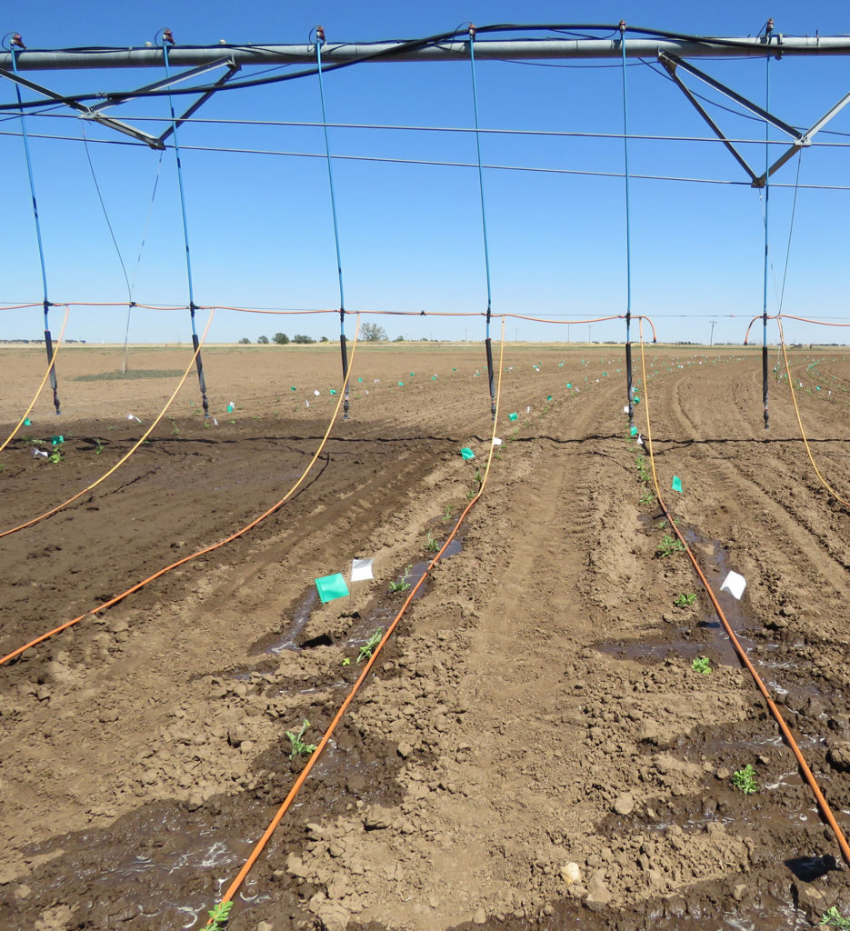 An irrigation system with nozzles and dragging orange drip lines leave behind watering patterns.