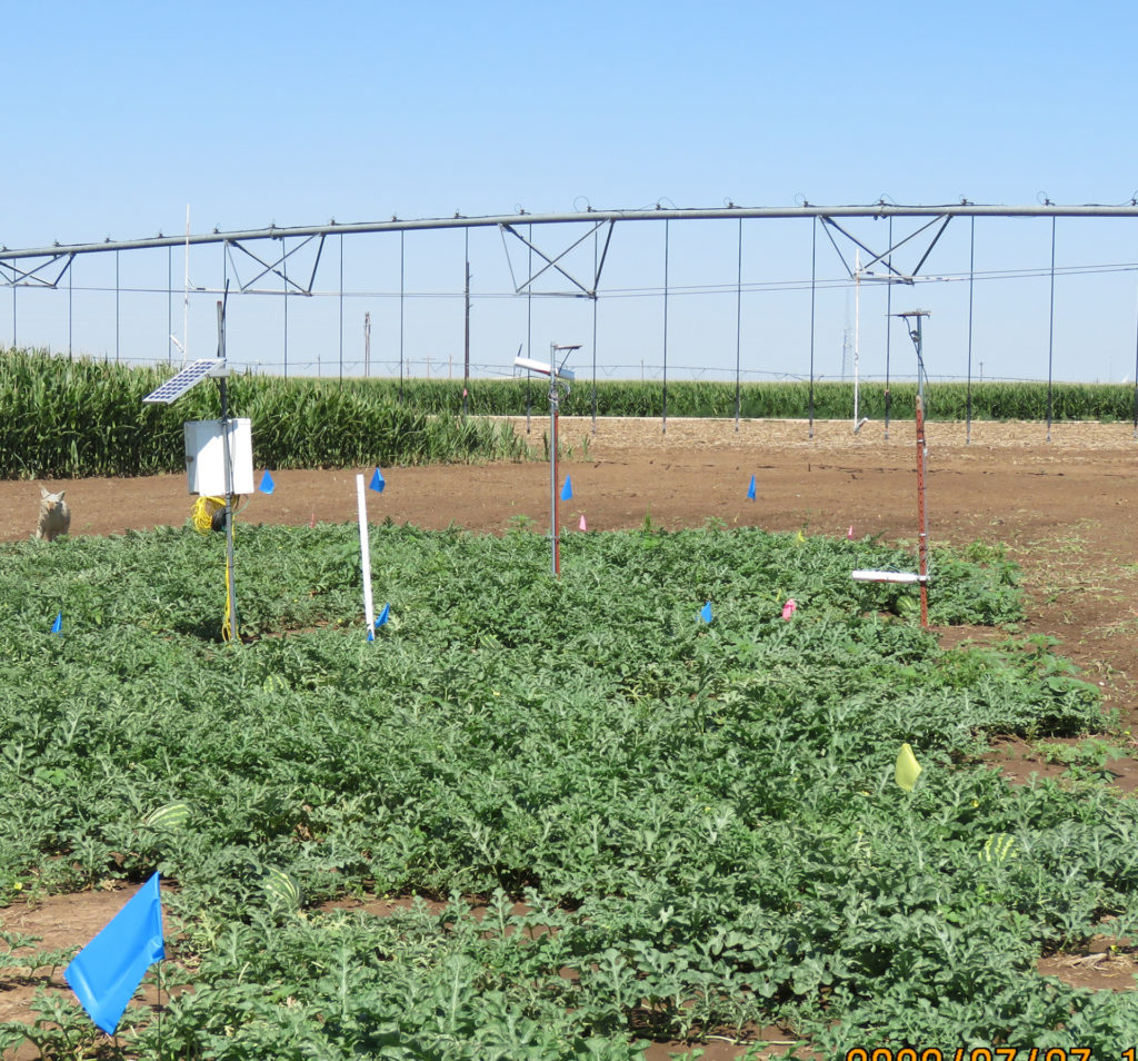 Drop nozzles on an irrigation system sit behind a patch of watermelon plants with sensors placed throughout.