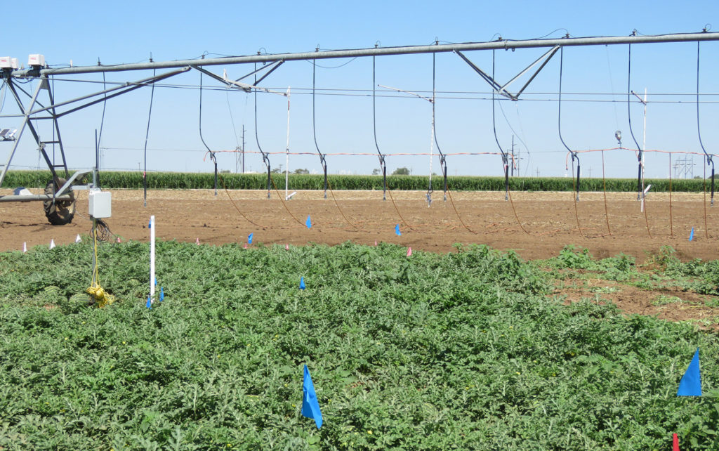 a lush green patch of watermelons grow with an irrigation system in the background