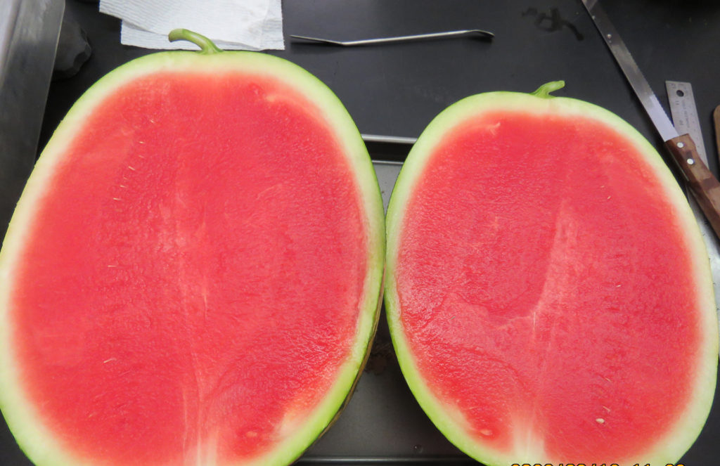 red meated watermelon split in two with no seeds
