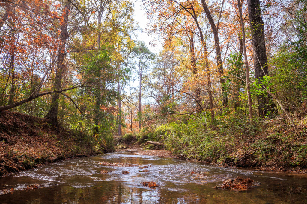 A small stream flows through a wooded area with various colored leaves near Nacogdoches