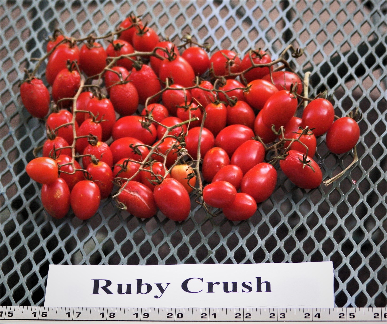 Ruby Crush tomato named Superstar plant - AgriLife Today