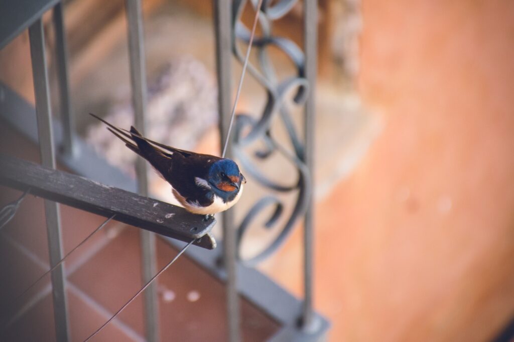 A barn swallow sits on a balcony with ironwork. There are bird droppings beneath it on the terracotta tile.