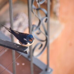 Tips to prevent barn swallow nests this spring