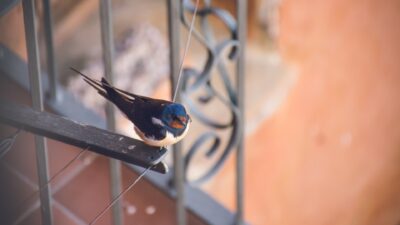 A barn swallow sits on a balcony with ironwork. There are bird droppings beneath it on the terracotta tile.