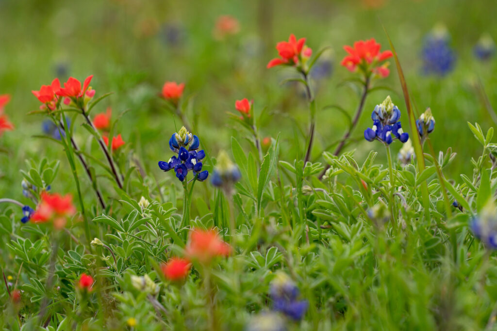 Texas wildflowers including bluebonnets and Indian paintbrush. 