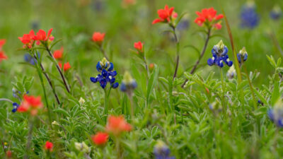 Texas wildflowers including blue bonnets and Indian paintbrush.