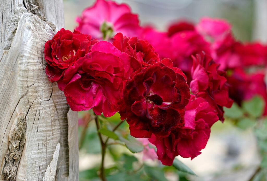 A cluster of red roses growing against the side of a wood wall. A lack of chilling temperatures and weather fluctuations can affect the time and quantity of blooms.