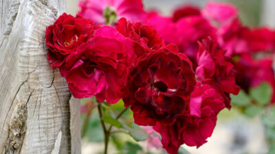 A cluster of red roses growing against the side of a wood wall.