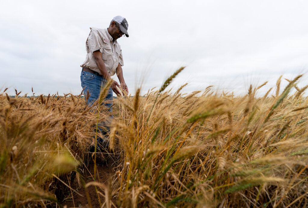 Un hombre vestido con una gorra de béisbol de Texas A&M AgriLife y una camisa beige y jeans mirando hacia abajo a un cultivo de trigo maduro. 