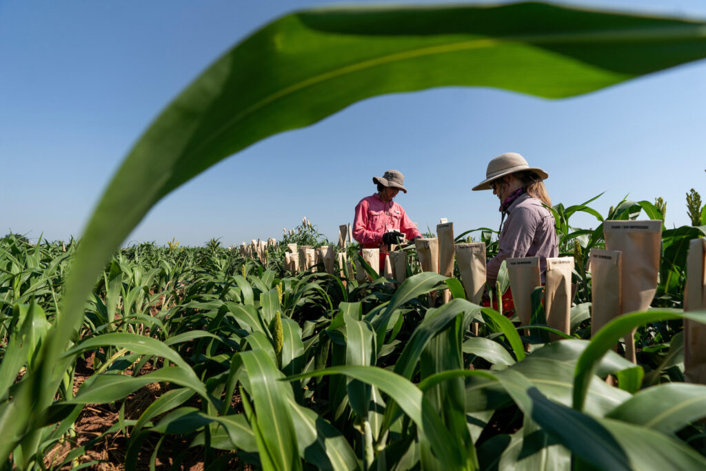 Two students work in a sorghum breeding field where waist-high plants are being monitored and notes taken 