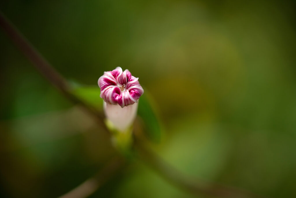 A dark pink and white flower bud just beginning to unfurl a flower. When planting for warmer weather, buy plants with buds rather than full flowers.