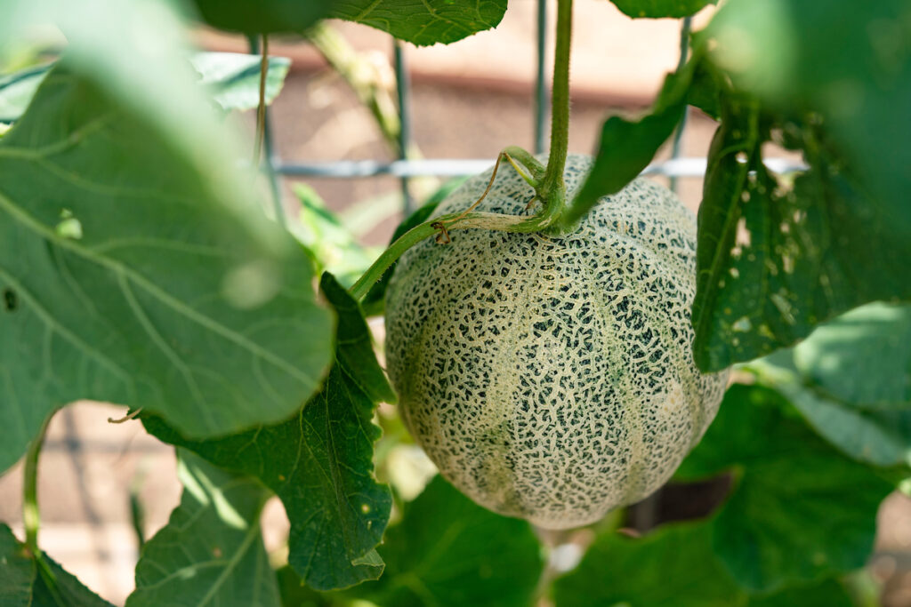 A honeydew melon still growing on the vine. Temperatures and weather fluctuations should be taken into account before planting hot-season crops like melons.