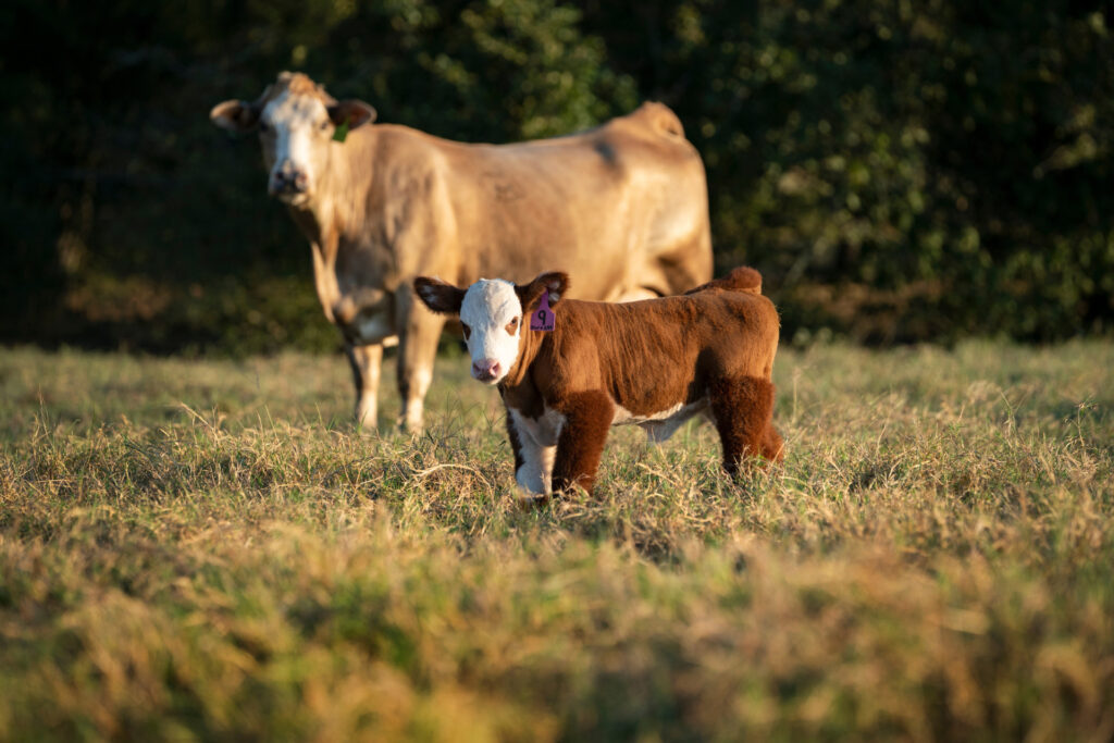 A red and white calf in a grassy field with a cow in the background. 