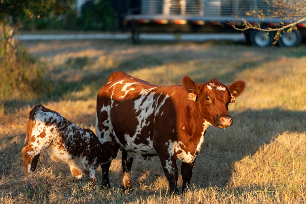 Una vaca roja y blanca parada en un pasto durante la hora dorada amamantando a su ternero.