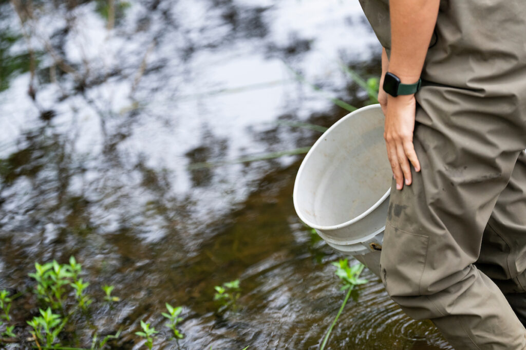 A man in waders stands in a pond with a white bucket in his hand. Aquatic plants poke through the surface of the pond.
