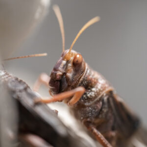 A close up image of a locust on a stick. 