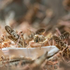 Locusts in swarming conditions. 