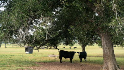 A cow and her calf stand under a large oak tree. The beef cattle are black.