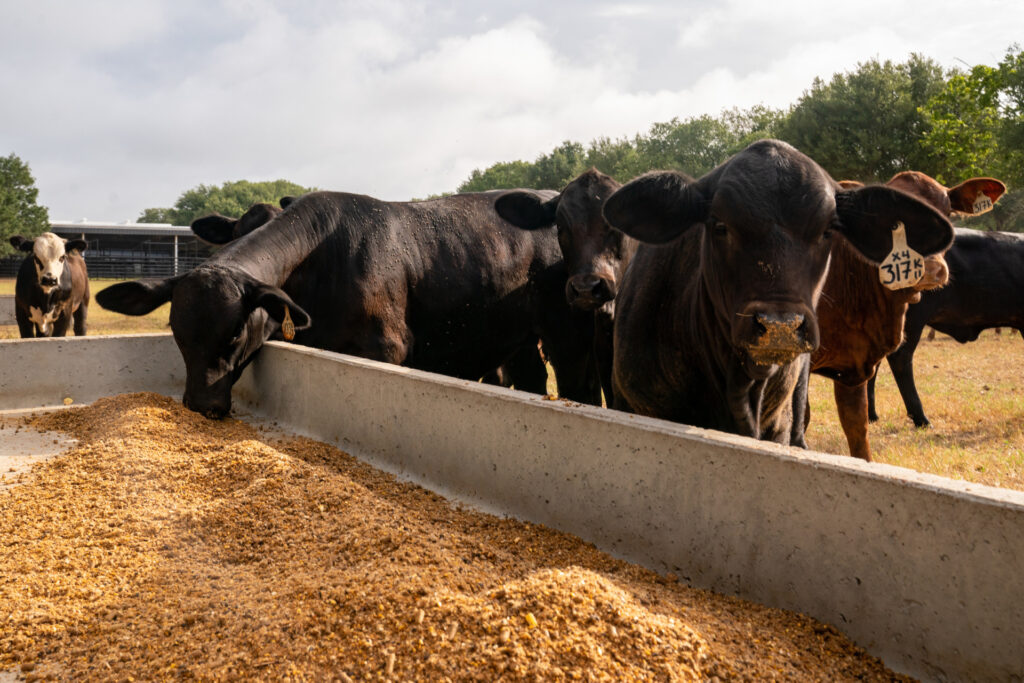 varias cabezas de ganado negro en un rancho miran o comen de un comedero con grano