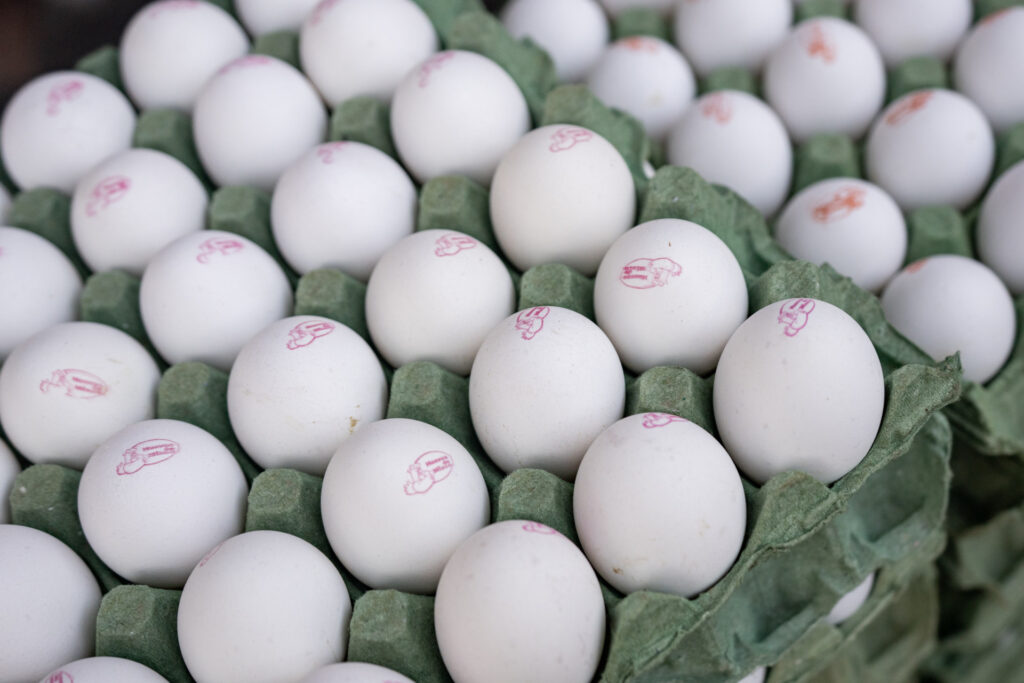 Varias docenas de huevos blancos descansando en cajas de huevos de papel.