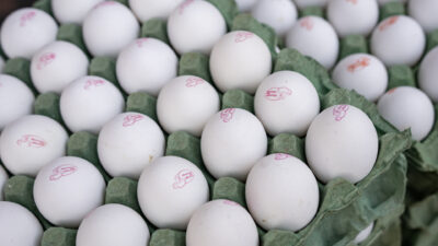 Several dozen white eggs resting in paper egg crates.