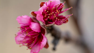 peach blossoms on a branch