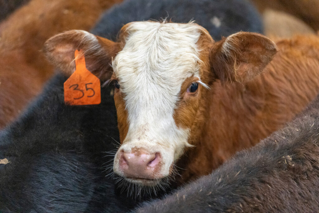 una sola vaca de carne de cara blanca mira fijamente a la cámara con una etiqueta naranja en la oreja y el número 35