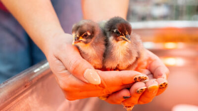 Two black and yellow chicks being held in someone's hands.