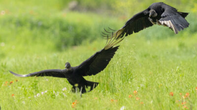 Two black vultures take flight in a green field.