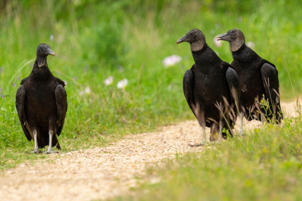 Three black vultures stand in a field. 