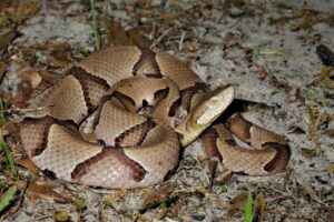 a copperhead snake