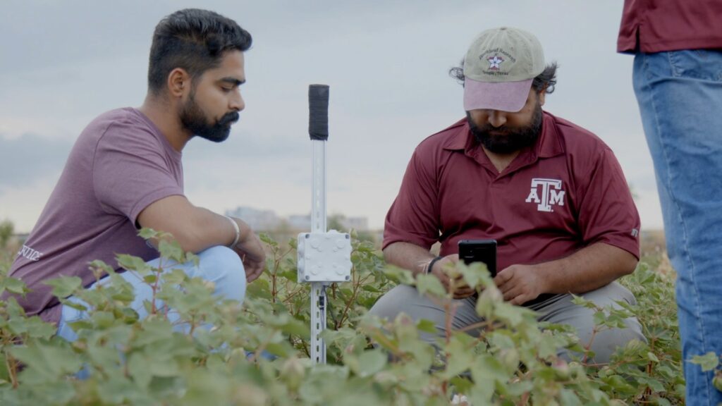 Dos hombres arrodillados en un campo de algodón mirando un teléfono inteligente