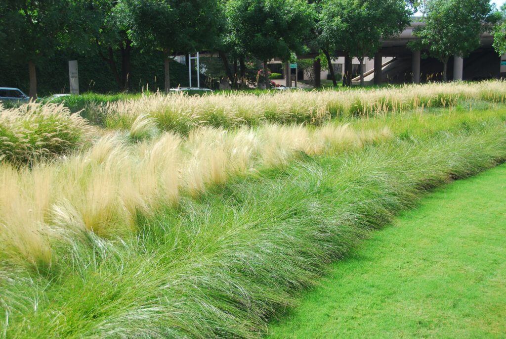 green turf banked by taller grasses in landscaping as a part of the Healthy Lawns and Healthy Waters Program