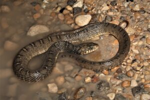 A plain-bellied water snake 