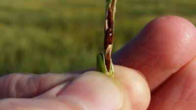 A Hessian fly pupae on a stalk of wheat.