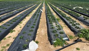 Rows of strawberry plants. 