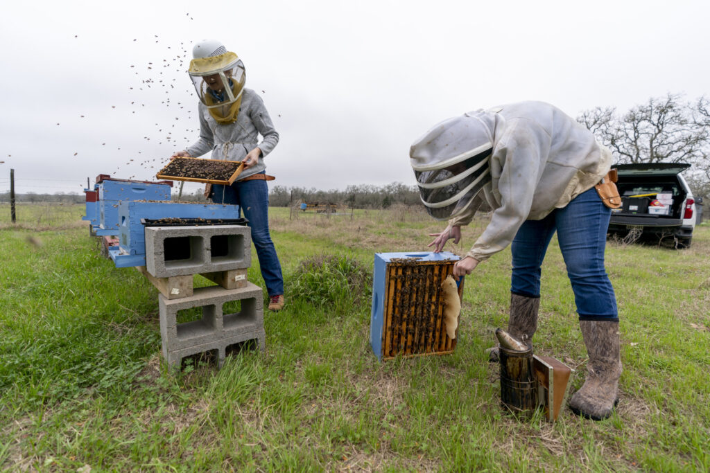 Apicultores examinando colonias de abejas melíferas 