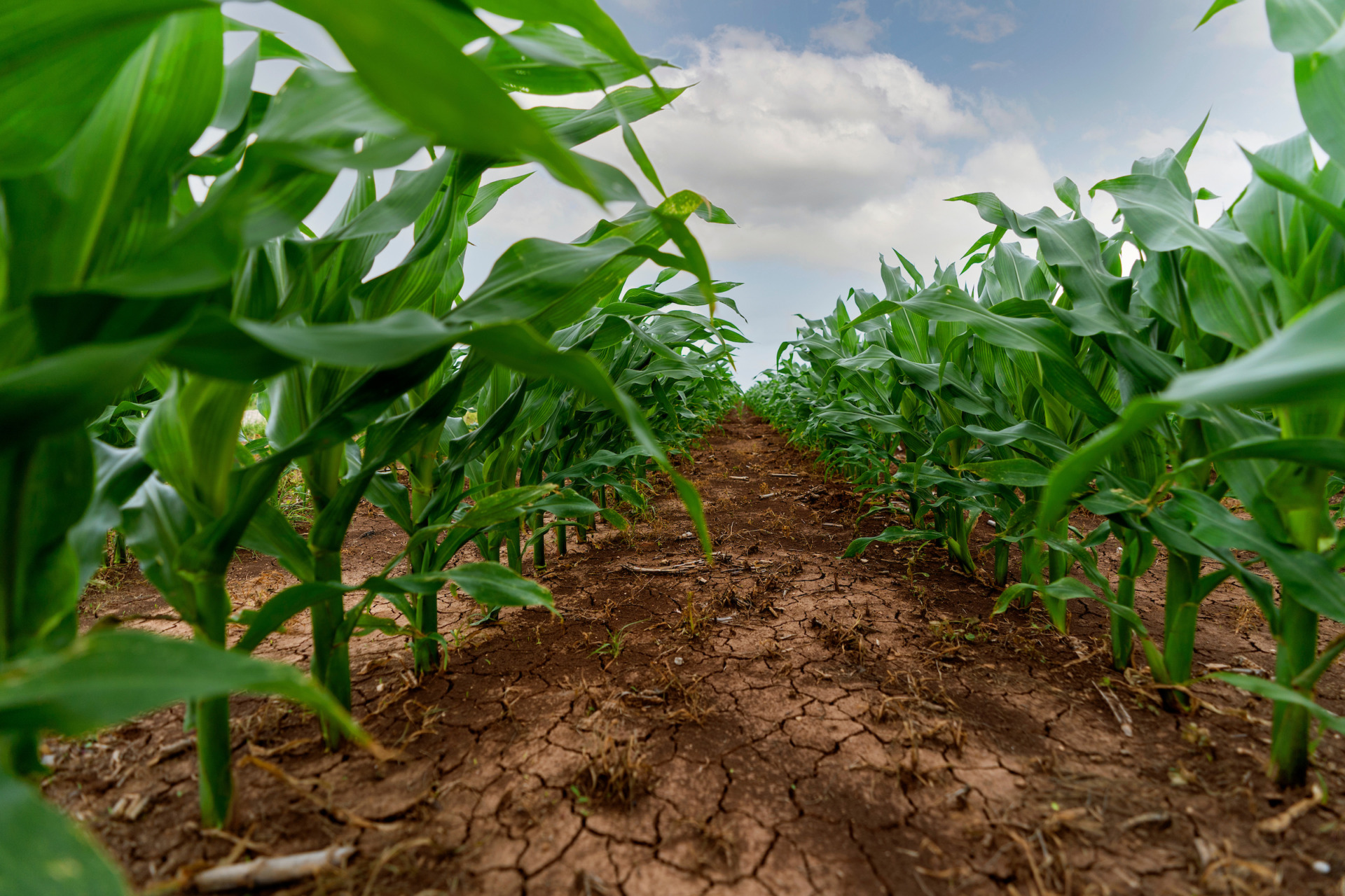 Texas corn acres decline as national crop grows AgriLife Today