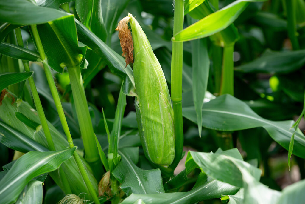 Corn on the stalk. The husk is green and the silks have started to turn brown.