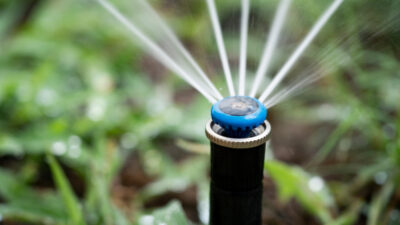 A close up of a blue and black sprinkler irrigating crops.