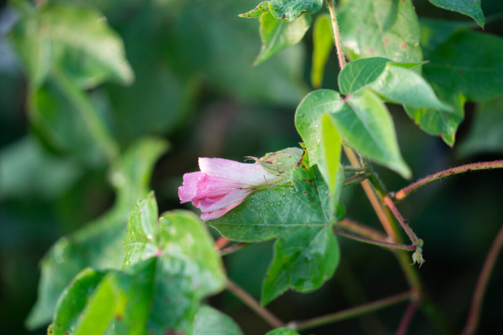 a pink cotton flower bloom