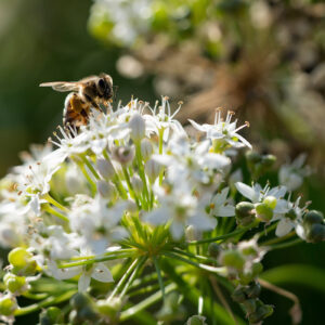 Top five tips for supporting pollinators this summer