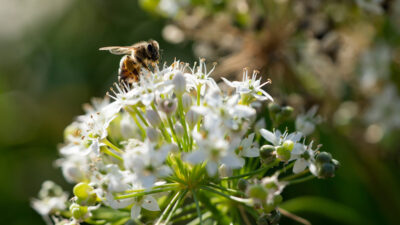 A close up of a bee which has landed on a cluster of small white flowers.