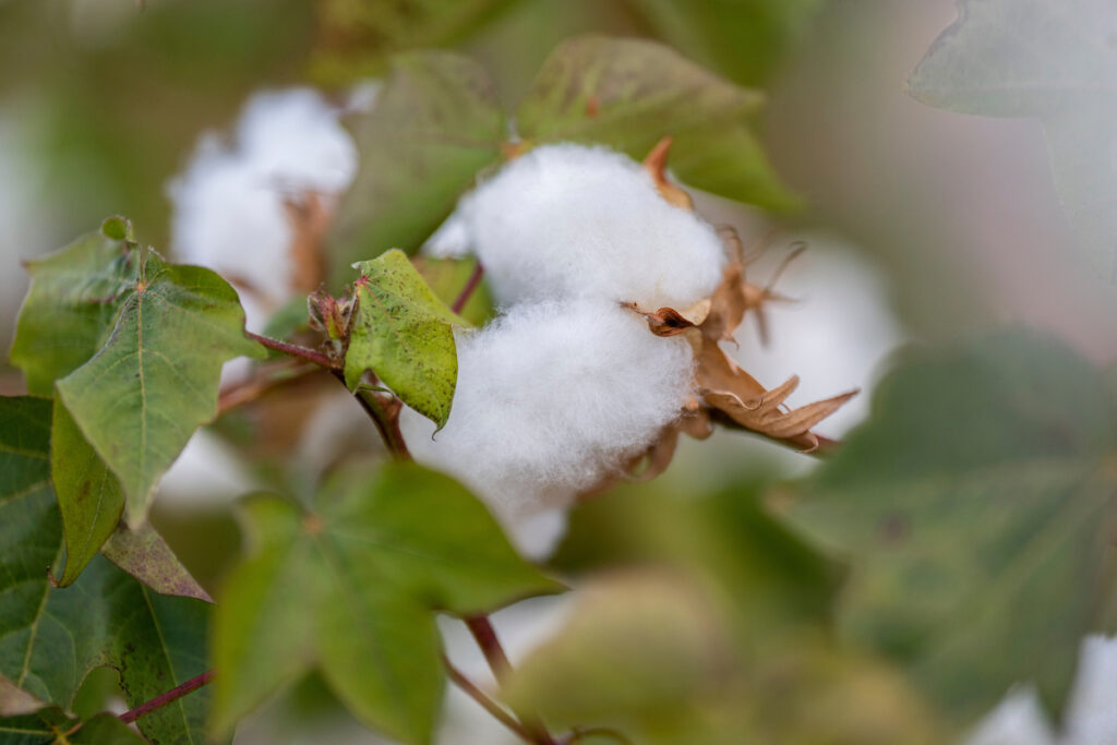 A cotton boll. The plant has green leaves but appears to be affected by drought.