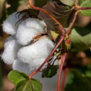 Variable deficit irrigation in cotton can help improve yields, save water
