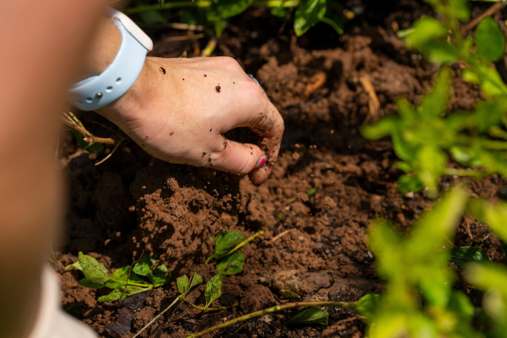 A hand digging in the soil surrounded by small green plants suggests successful gardening. The person has a white watch on their arm. 