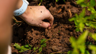 A hand digging in garden soil surrounded by small green plants. The person has a white watch on their arm.