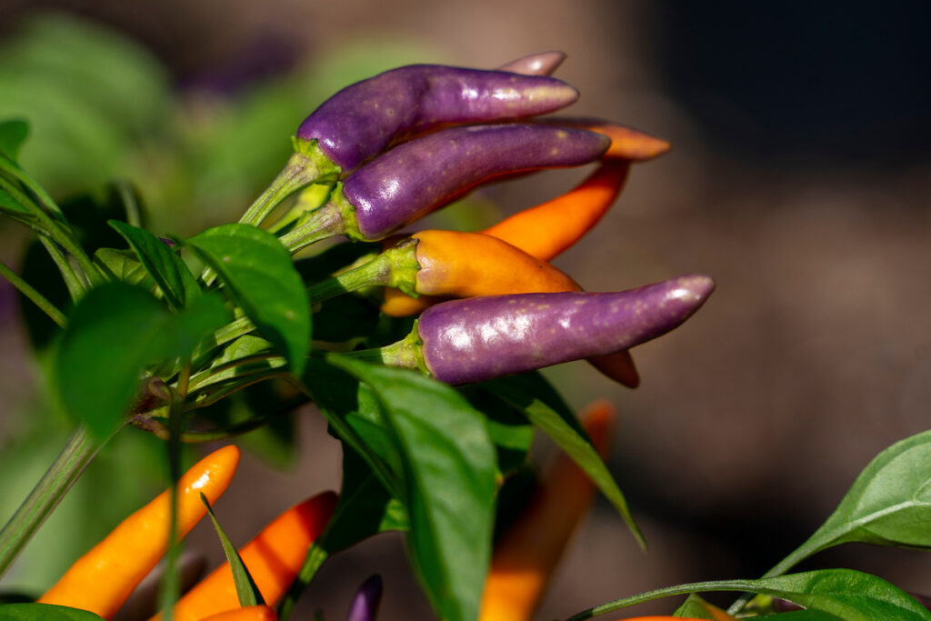 Purple and orange peppers on the plant still.