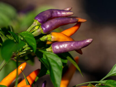 Purple and orange peppers on the plant still.